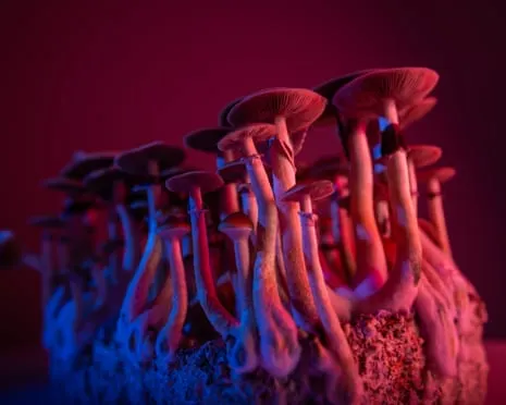 About Psychedelics by the Philosopher: A Philosophical Guide into Consciousness Expanders